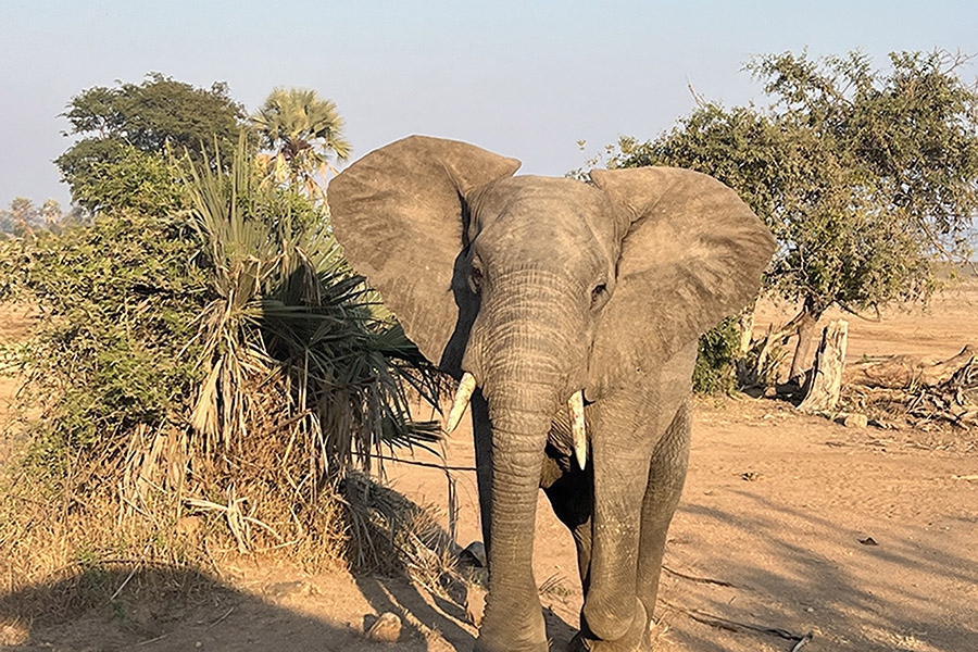 azamara-cruise-safari-elephants