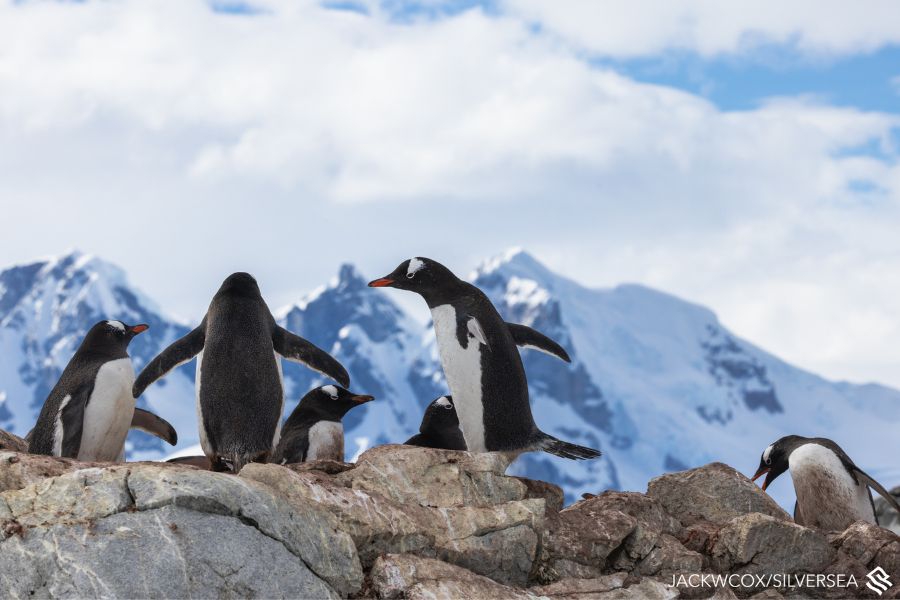 Antarctica with Silversea Expeditions