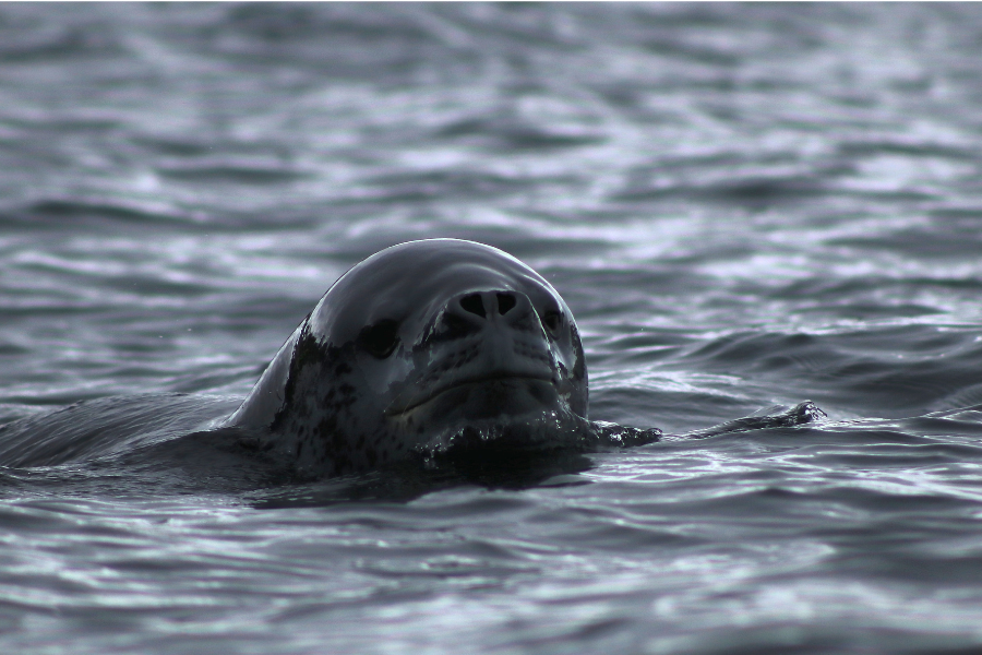 antarctica-seal