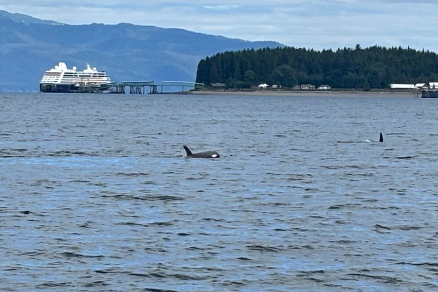 azamara-alaska-orca