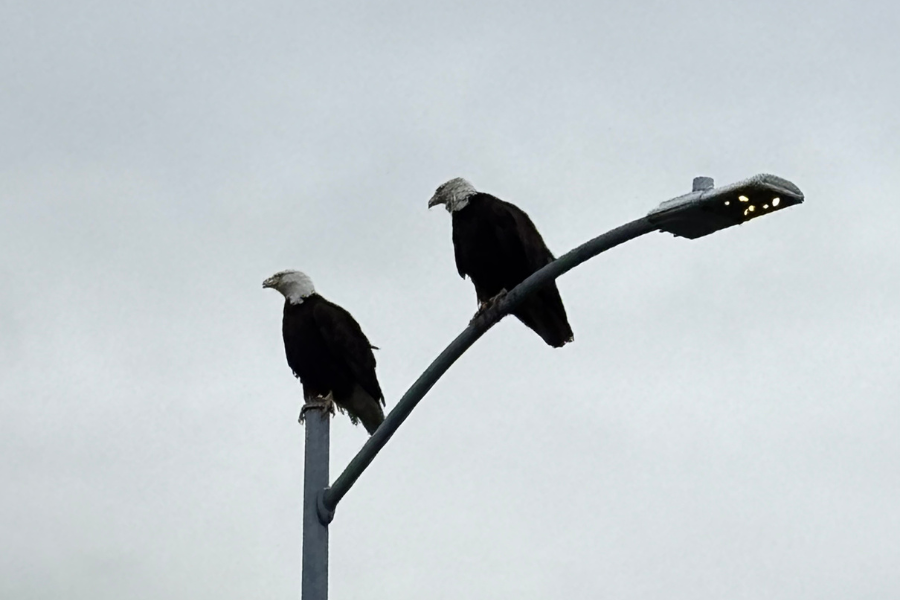 alaska-bald-eagles