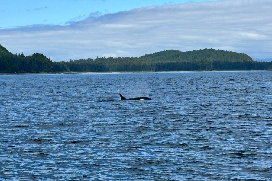 Alaska-orca