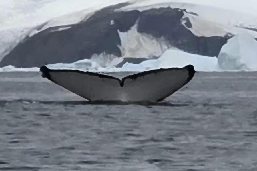 antarctica-whale