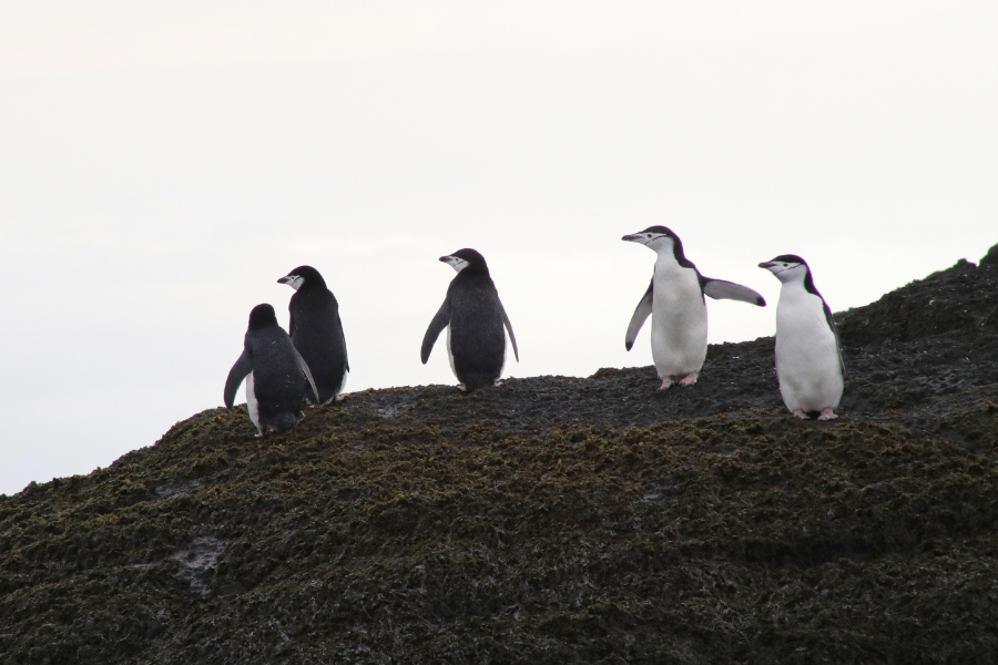 antarctica-penguins