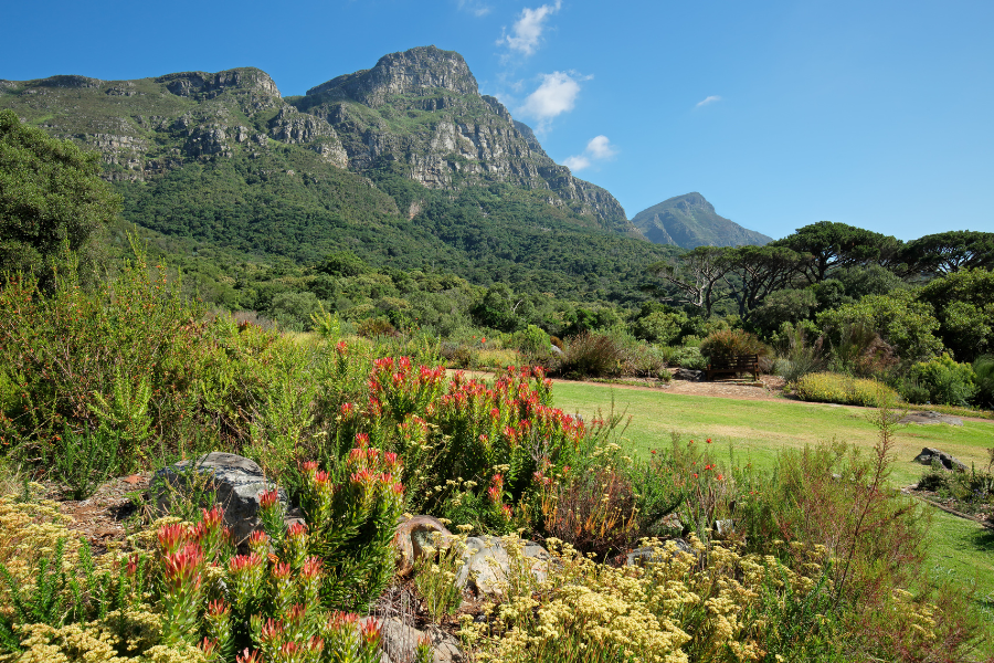 Kirstenbosch National Park