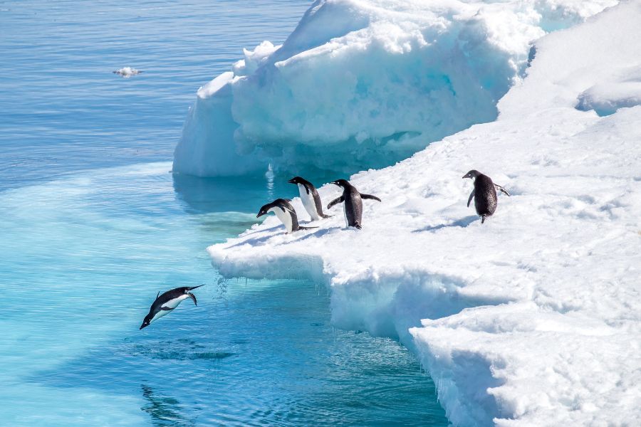 antarctica-wildlife