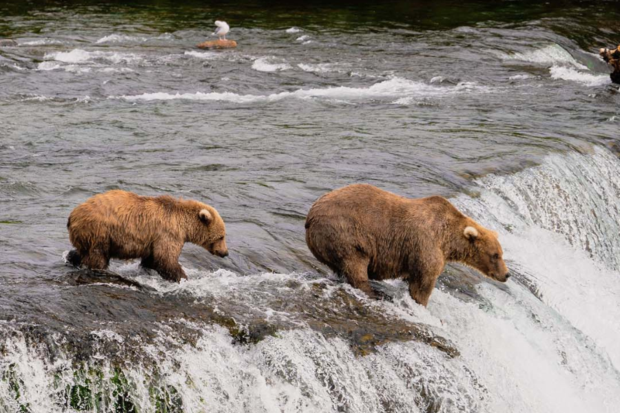 Brown Bears Alaska