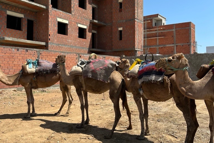 Camel Ride Tunisia