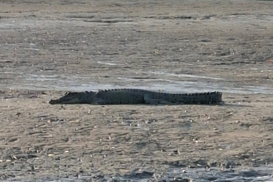 Crocodile