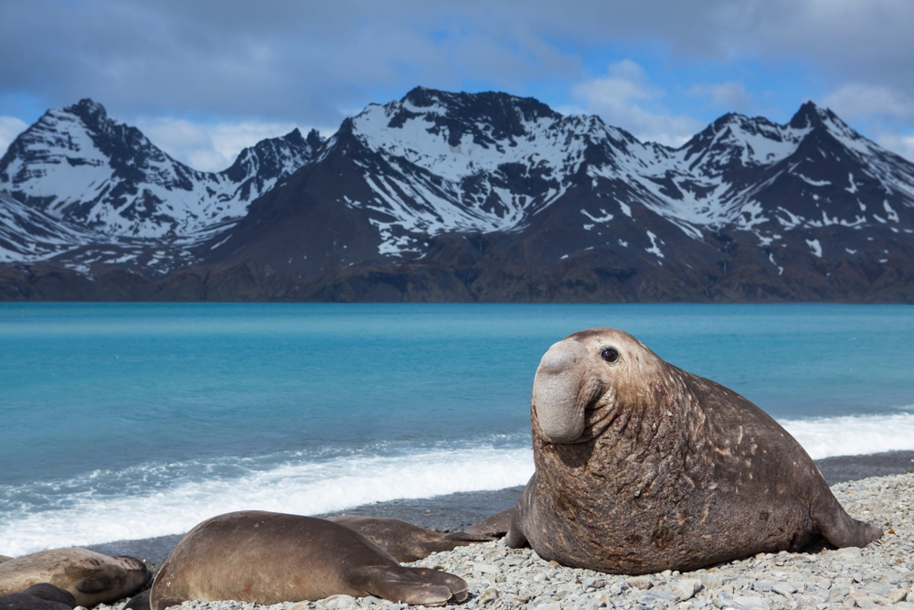 elephant-seal-antarctic-expedition