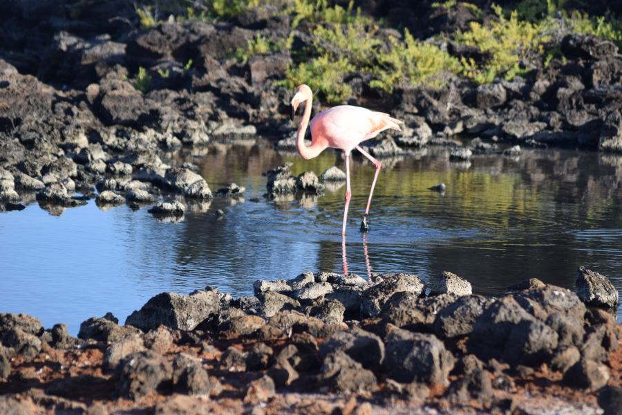 Galapagos-flamingo