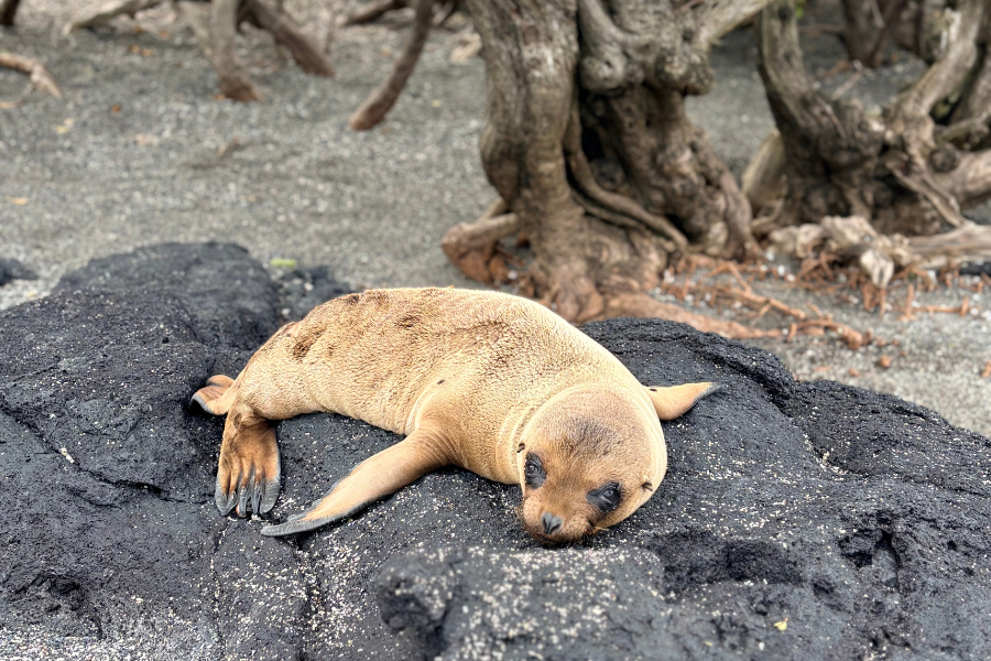 sea-lions-galapagos