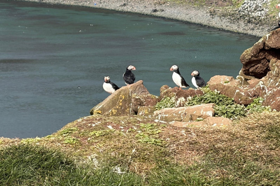 Iceland-puffins