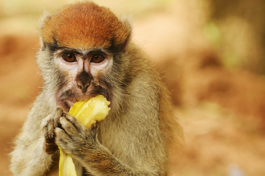 Monkey, Ghana