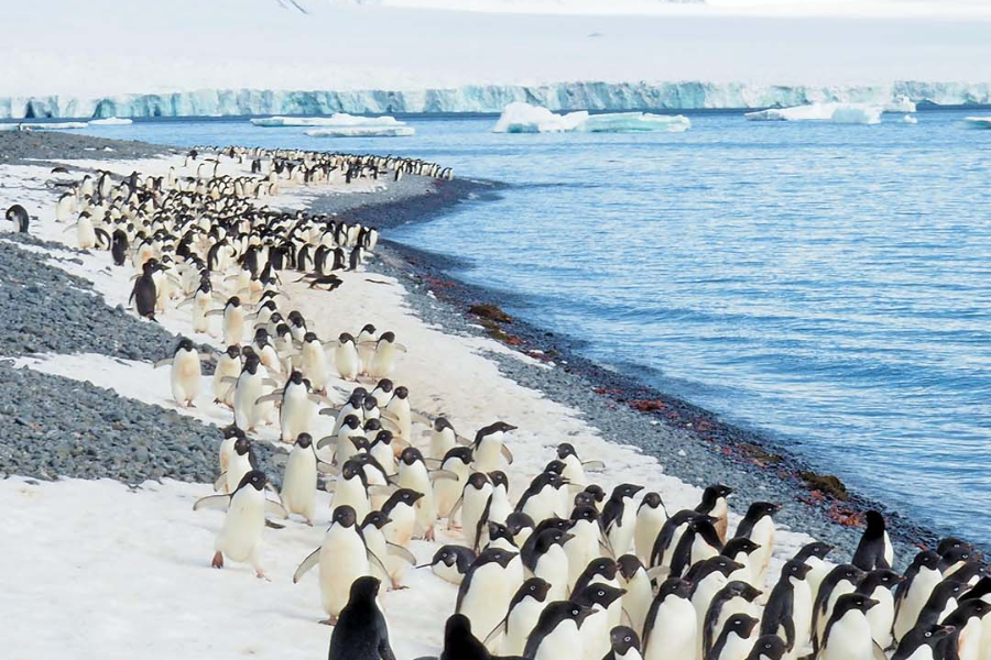 Penguins In Antarctica