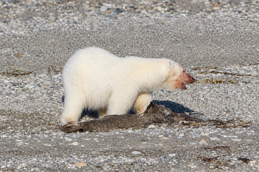 Polar bear