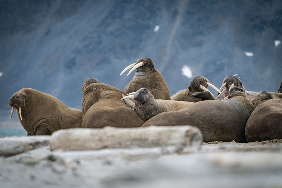 ponant-walrus-expedition-cruise