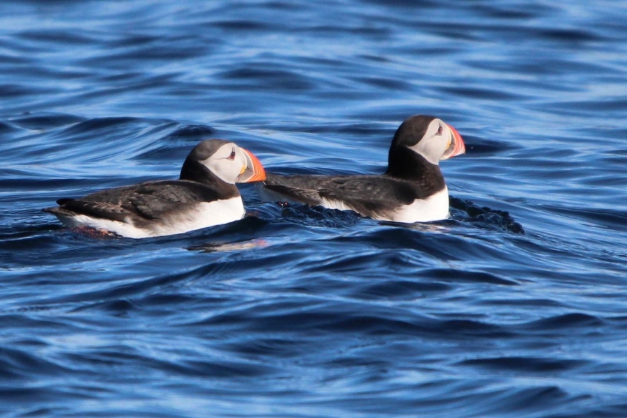 Puffins