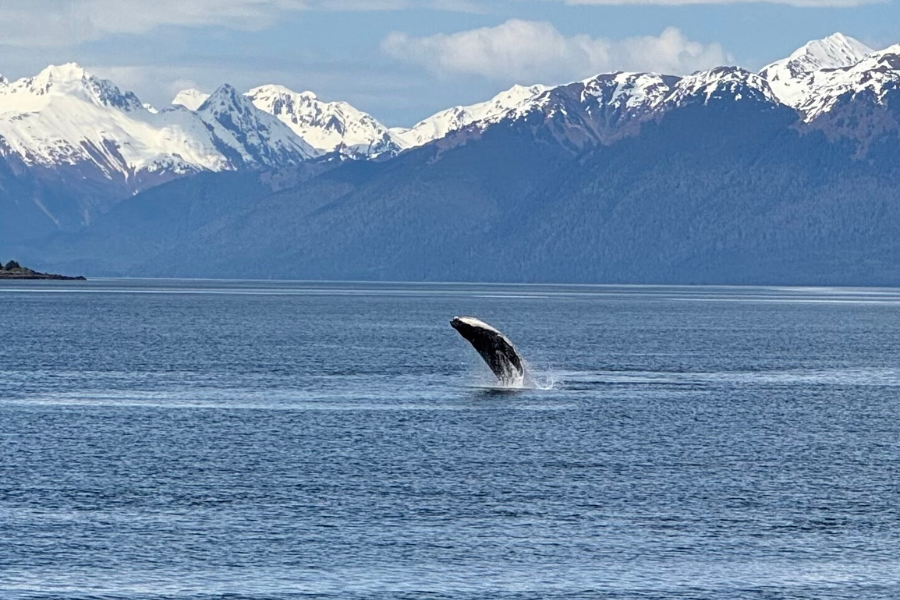 whale-watching
