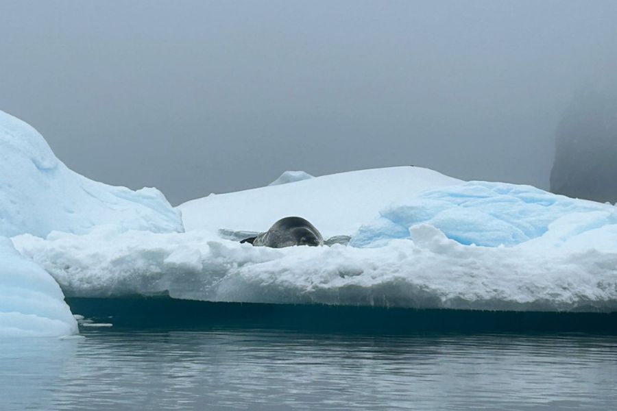 Seal Antarctica cruise