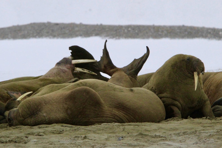 Walruses