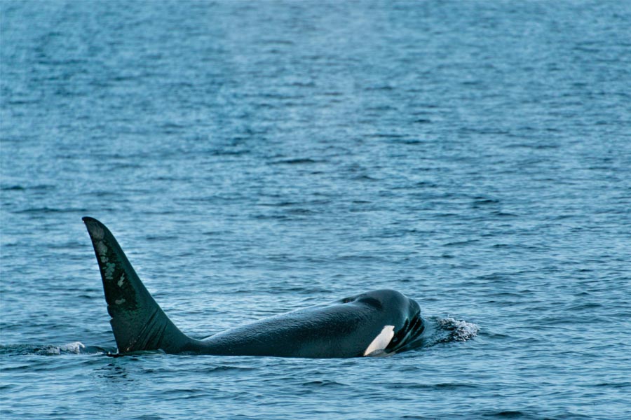 whale-watching-vancouver-canada