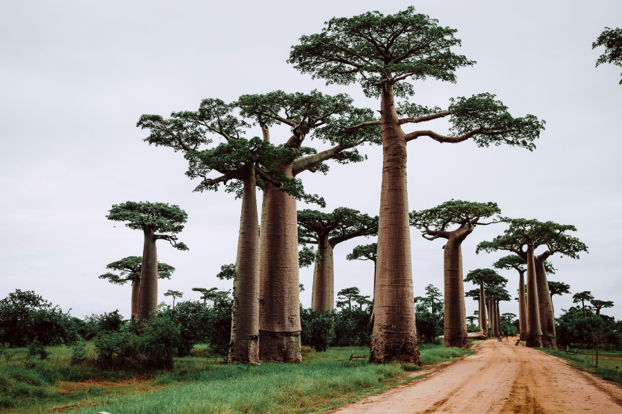 madagascar