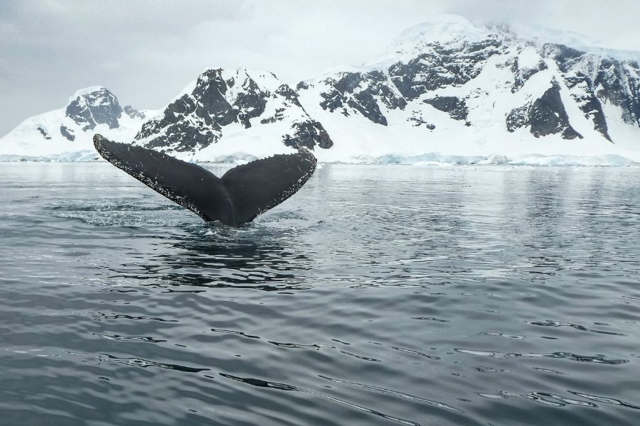 Antarctica-whale