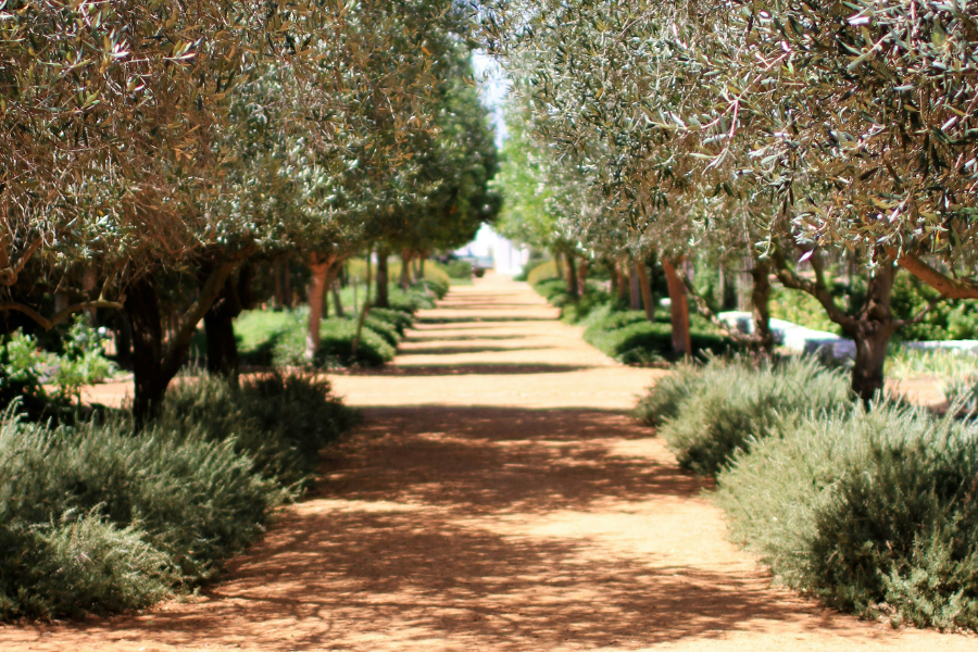 olive-farm