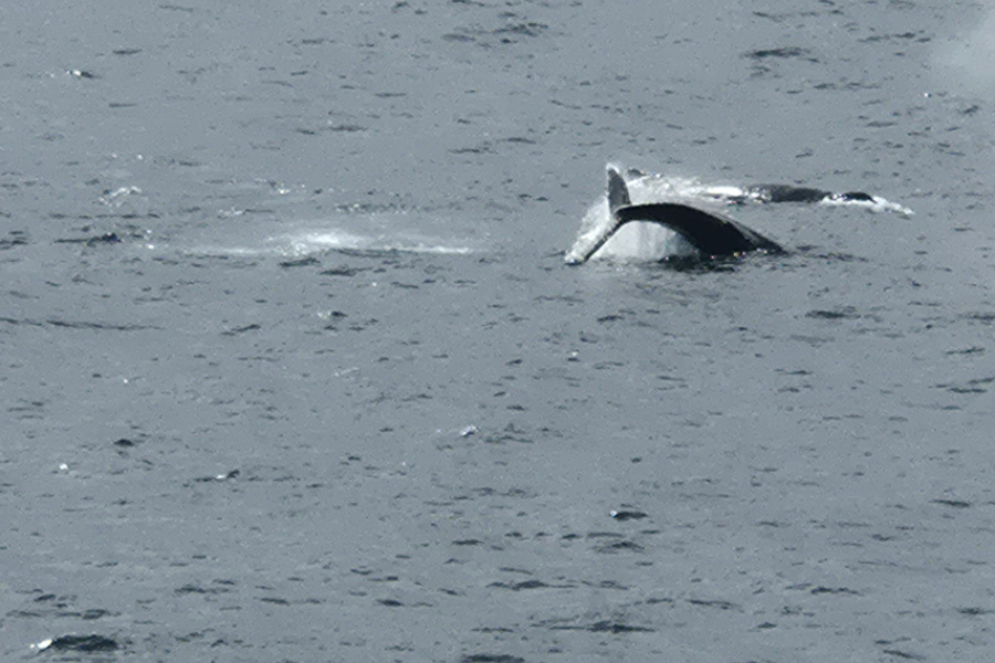 Iceland-orcas