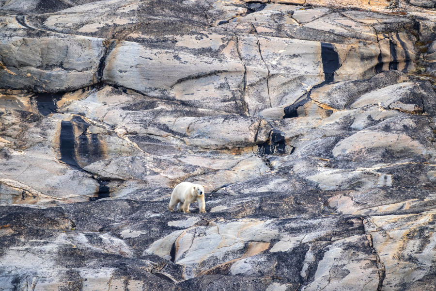 polar-bear