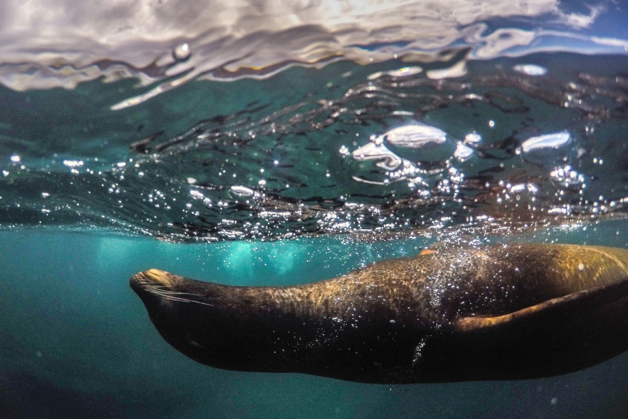 galapagos-sea-lion