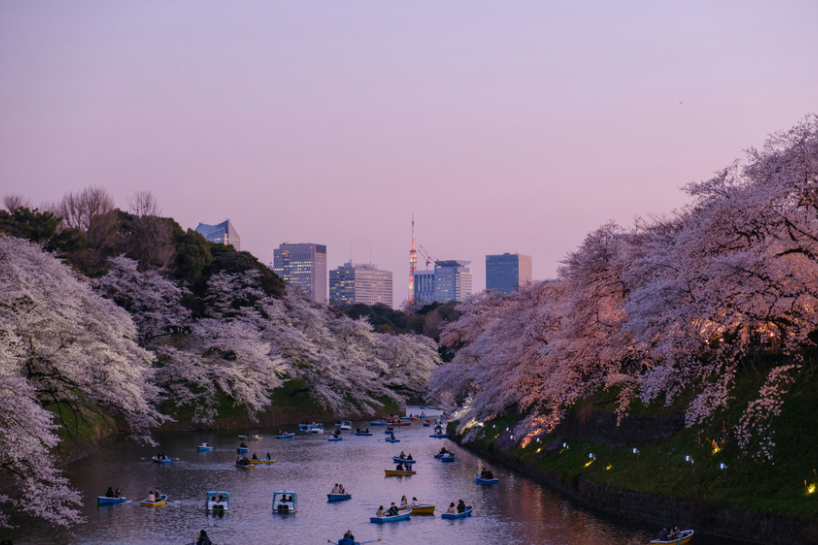 cherry-blossom-japan