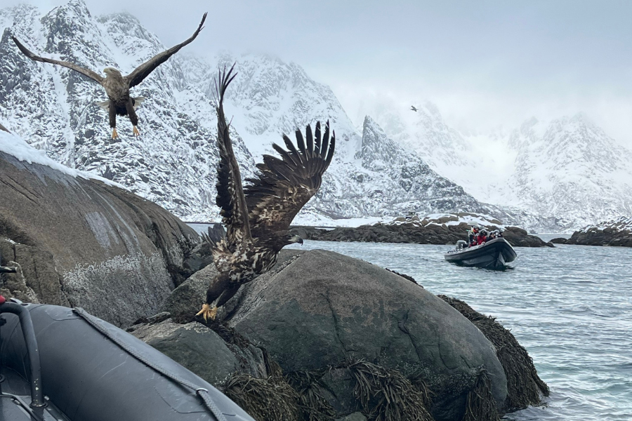 Eagle-safari