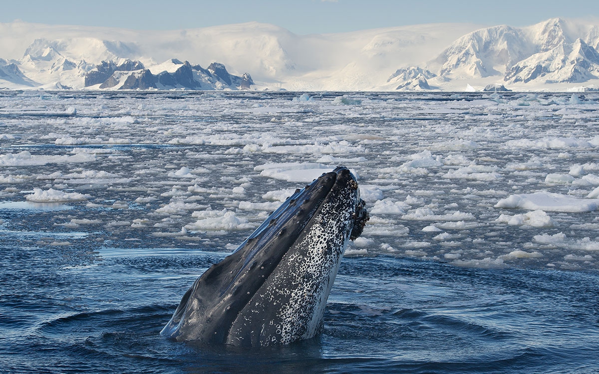 Antarctica