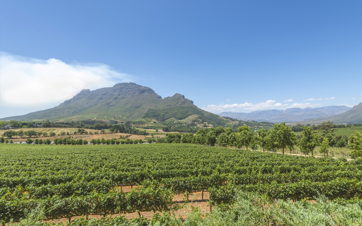 Cape winelands