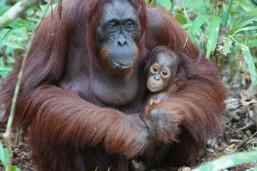 orangutan