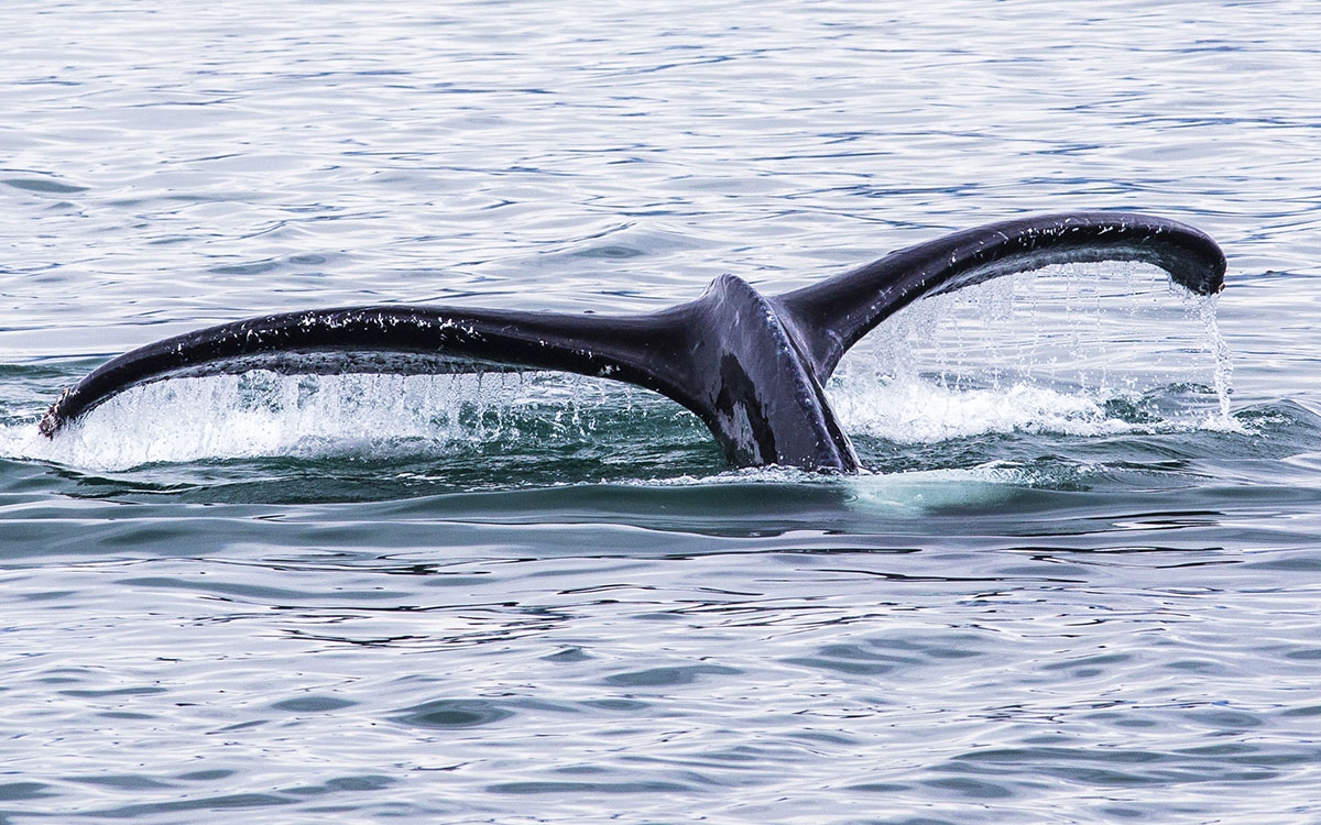 Alaska Cruise Whale