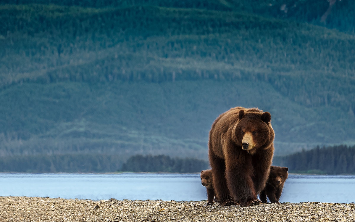 Alaskan Brown Bear