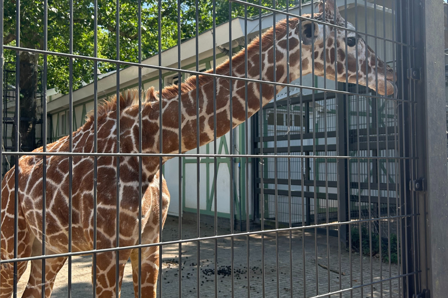 amsterdam-zoo