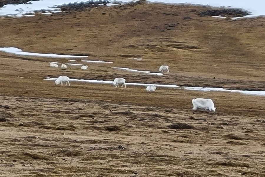 Wildlife spotting on Arctic tundra