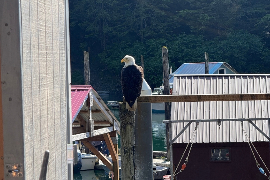 Bald Eagle Alaska