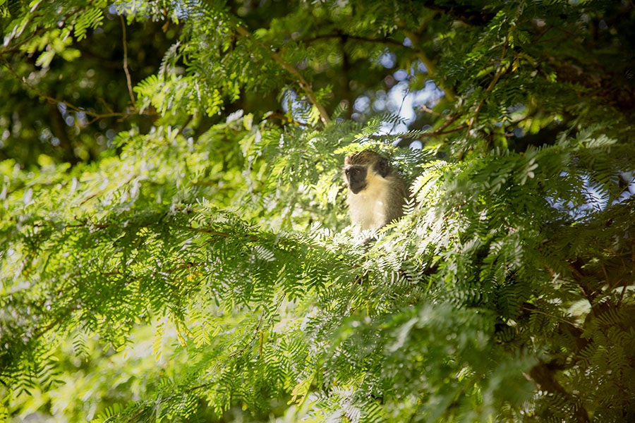A green monkey in the Barbados Wildlife Reserve