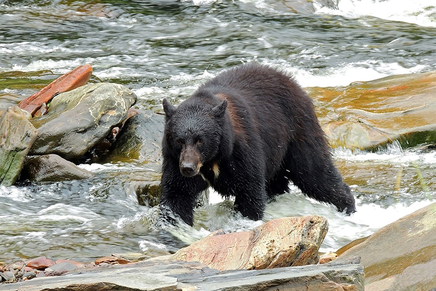 Bears in Ketchikan Alaska