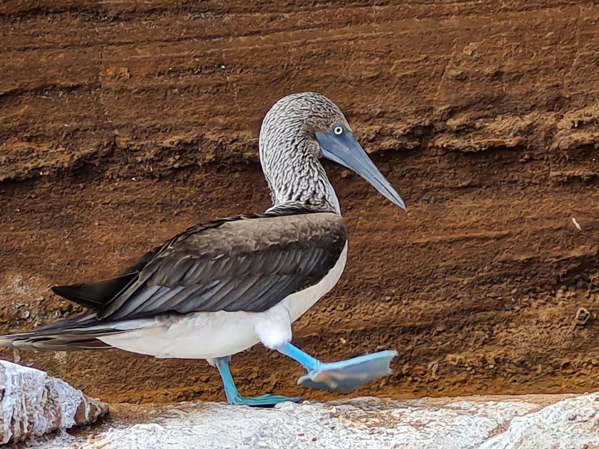 Blue Footed Booby, Galapagos Islands