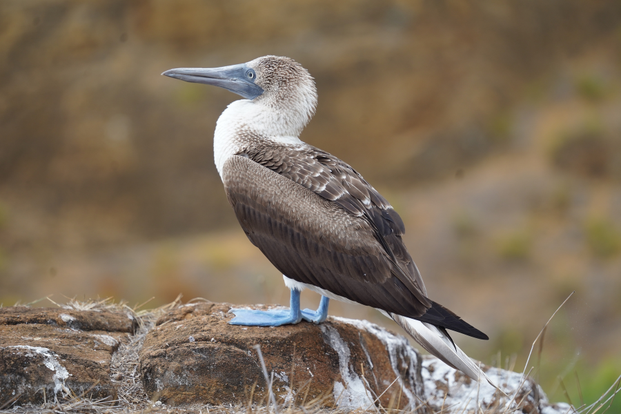 blue-footed-boobie