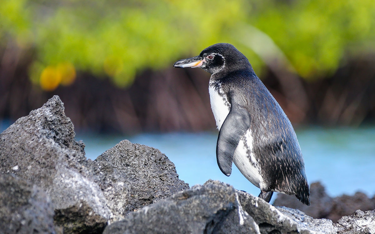 Galapagos Penguin