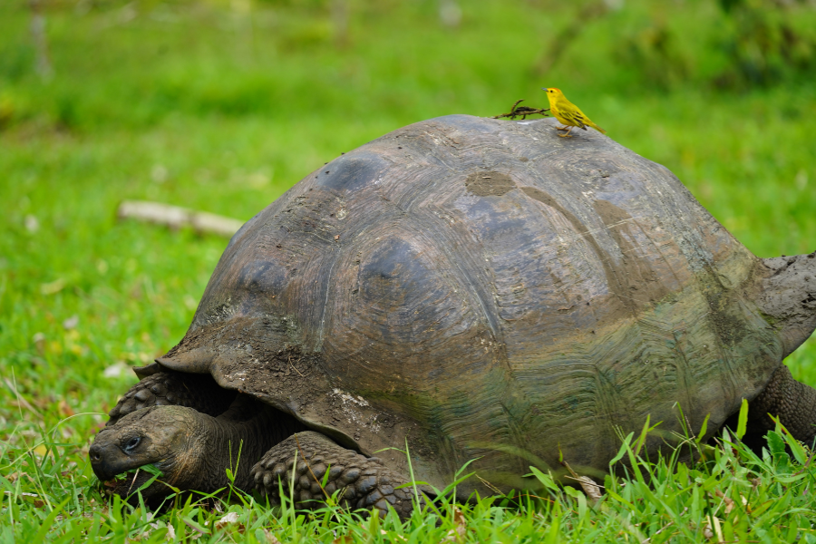 giant-tortoise