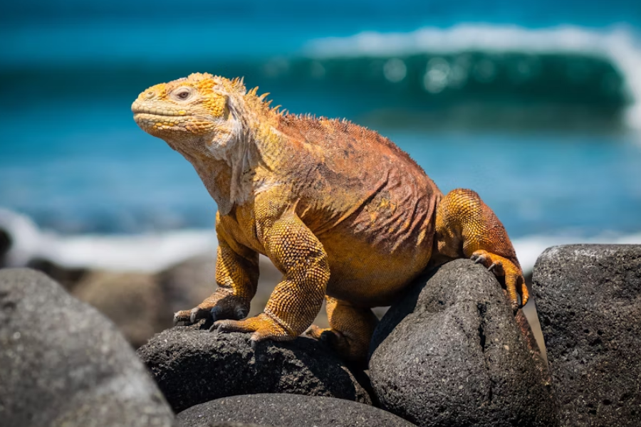 galapagos