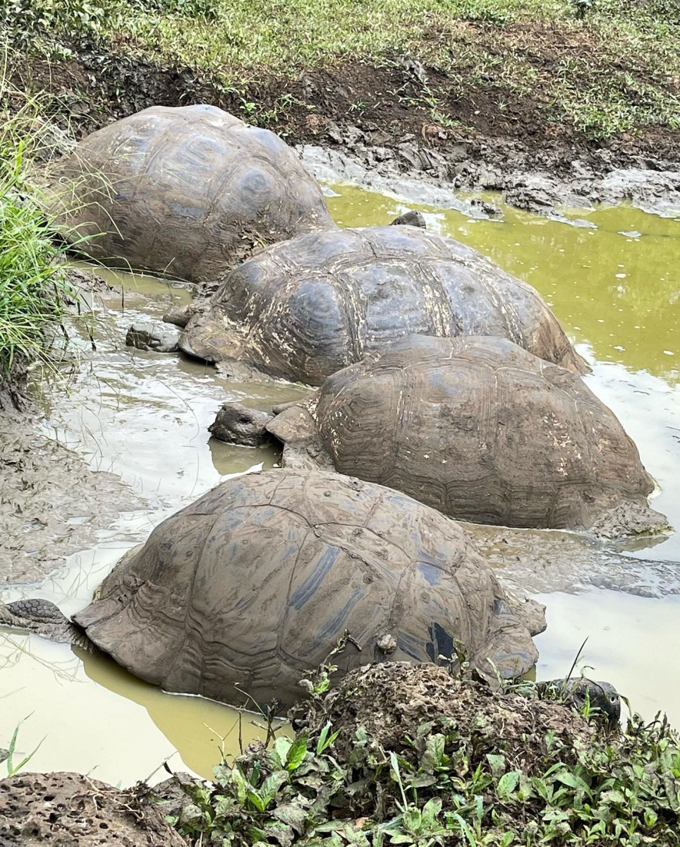 Giant Tortoises